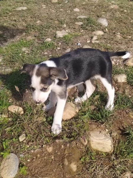 cucciolo femmina  | Foto 0