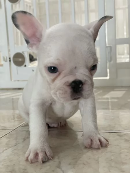 vendo bellissimi bulldog francesi  | Foto 4
