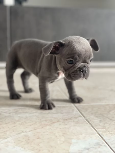 vendo bellissimi bulldog francesi  | Foto 3