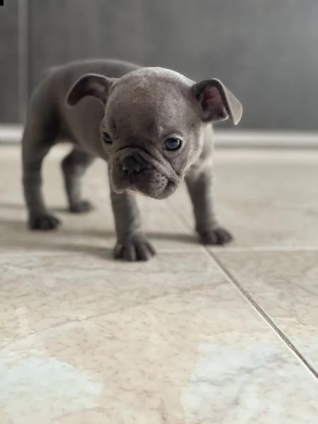 vendo bellissimi bulldog francesi  | Foto 2