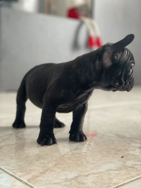 vendo bellissimi bulldog francesi  | Foto 1