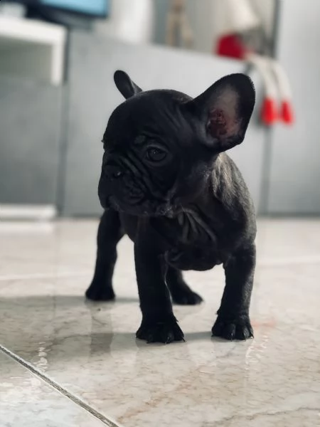 vendo bellissimi bulldog francesi 