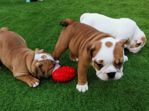 cuccioli di bulldog inglese