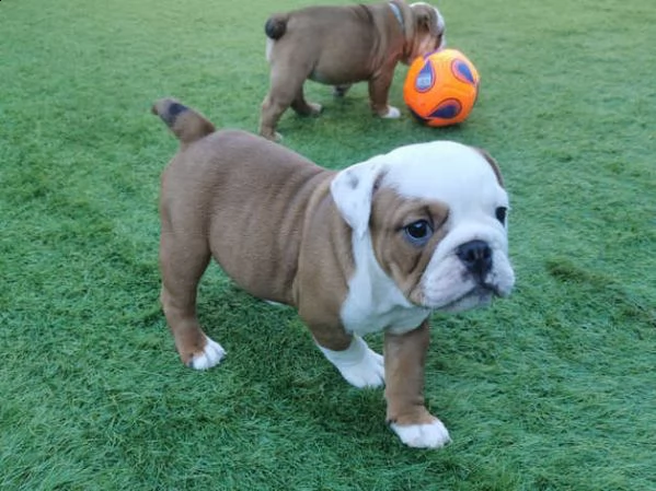 cuccioli di bulldog inglese | Foto 1