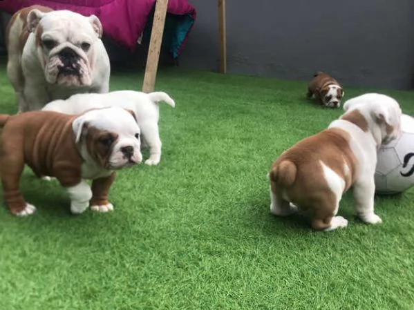 cuccioli di bulldog inglese | Foto 0