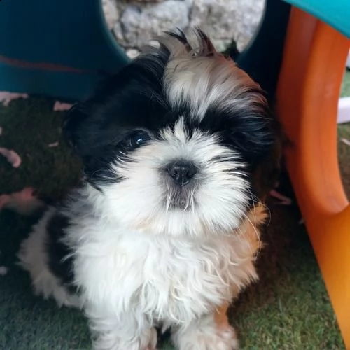 shihtzu | Foto 3