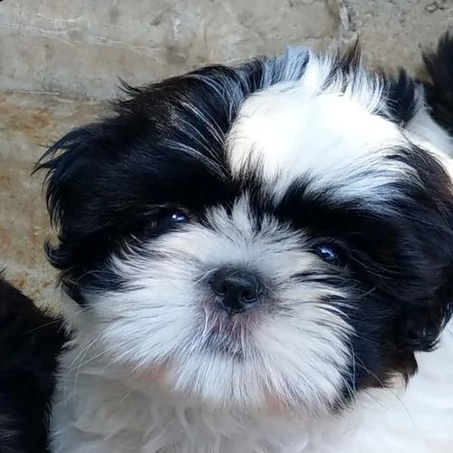 shihtzu | Foto 2