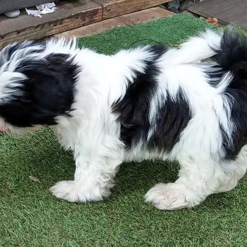 shihtzu | Foto 1