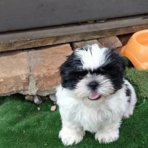 shihtzu | Foto 0