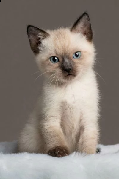 regalo gatto siamese meravigliosi  