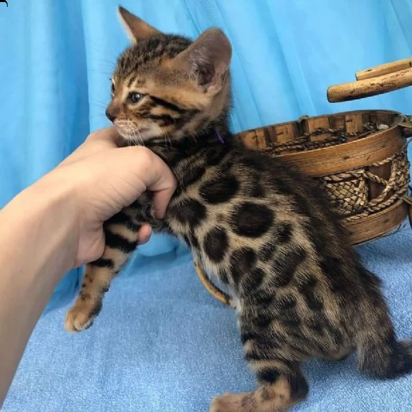 regalo gatto bengalla meravigliosi  