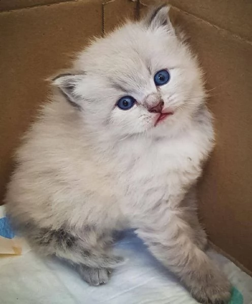regalo gatto siberiano meravigliosi  