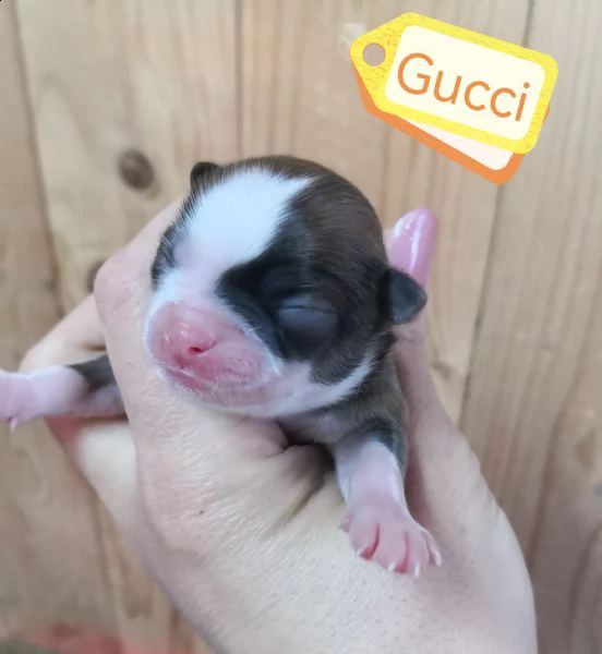 cuccioli chihuahua  | Foto 2