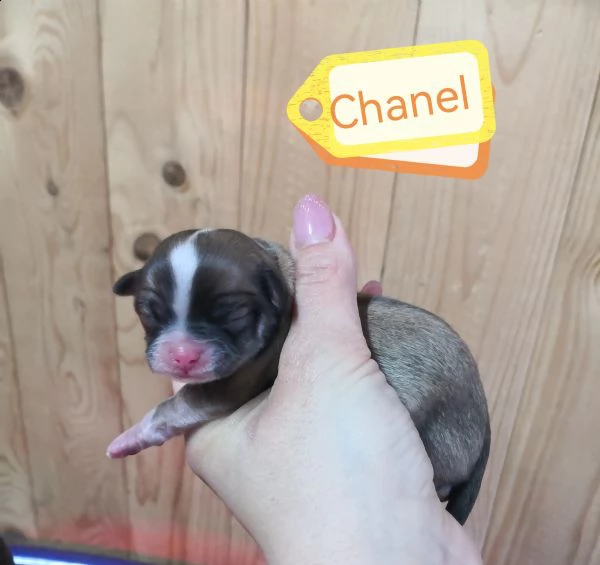 cuccioli chihuahua 