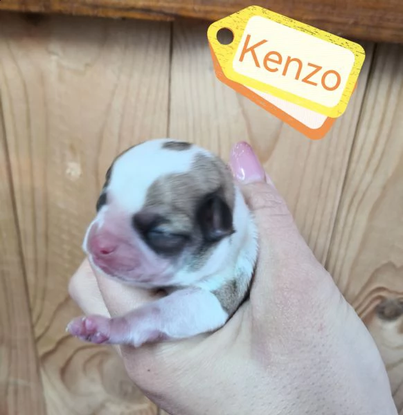 cuccioli chihuahua  | Foto 1