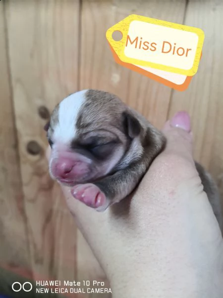 cuccioli chihuahua  | Foto 0