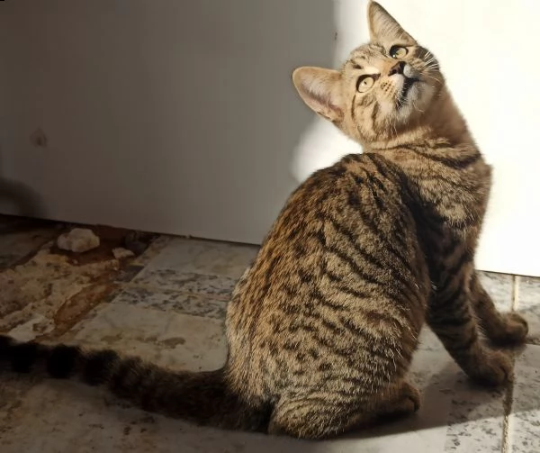 gattino in adozione | Foto 2