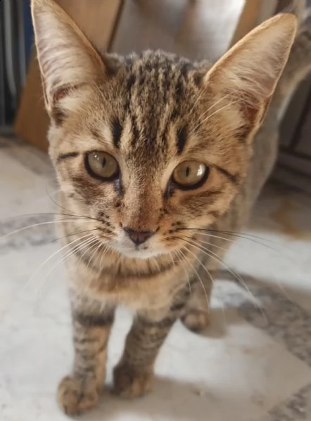 gattino in adozione | Foto 1