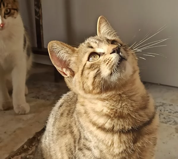 gattino in adozione