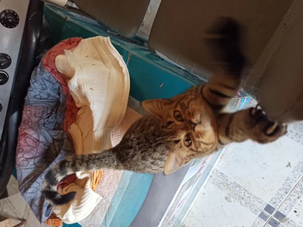 gattino in adozione | Foto 0