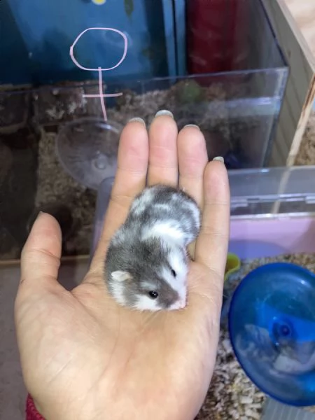 criceti russi panda | Foto 2