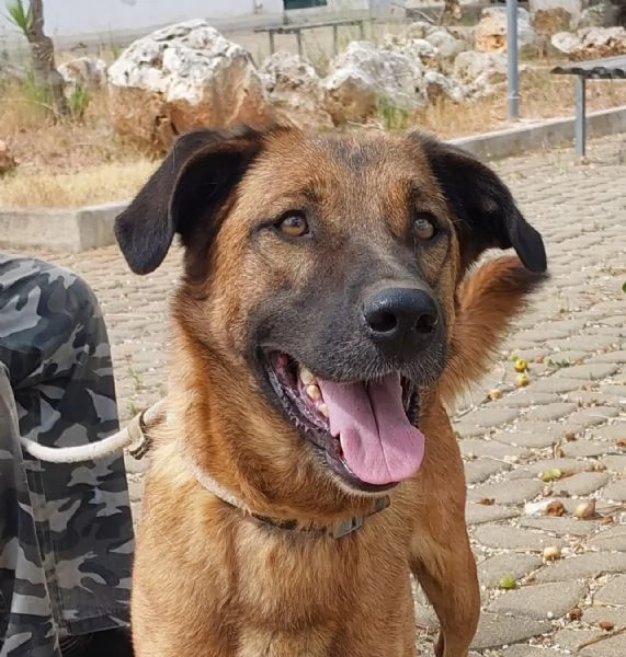 il dolce Otello un bel cane equilibrato | Foto 6