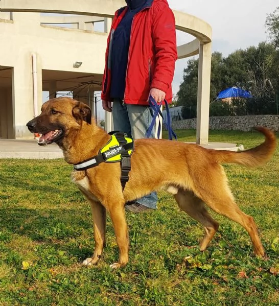 il dolce Otello un bel cane equilibrato | Foto 5