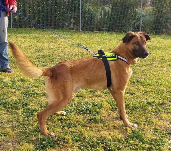 il dolce Otello un bel cane equilibrato | Foto 3