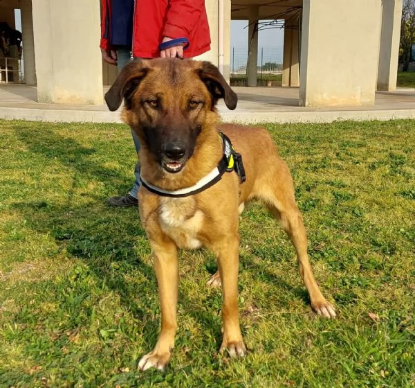 il dolce Otello un bel cane equilibrato