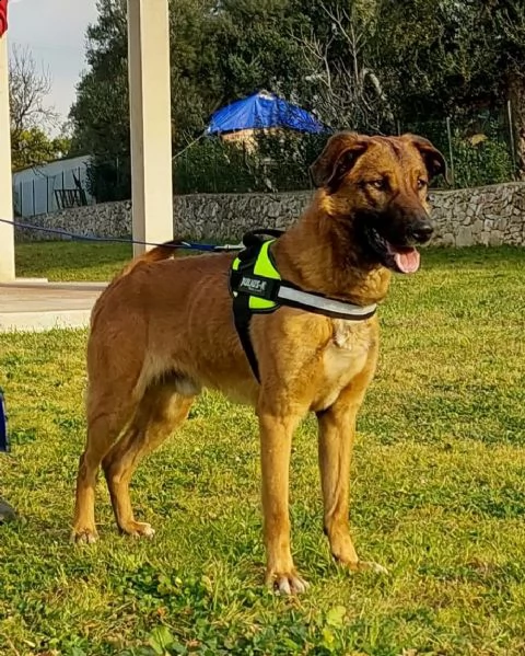 il dolce Otello un bel cane equilibrato | Foto 1