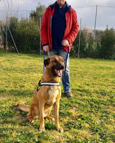 il dolce Otello un bel cane equilibrato | Foto 0