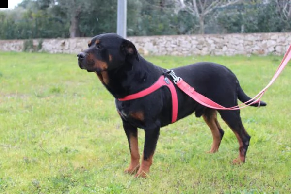 un rottweiler dolce buono delicato e fragile  | Foto 4