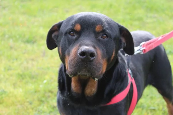 un rottweiler dolce buono delicato e fragile 