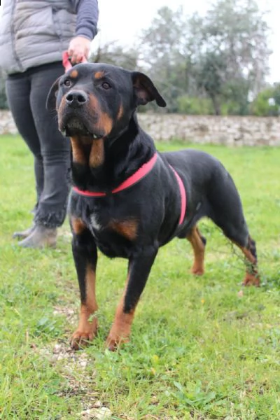 un rottweiler dolce buono delicato e fragile  | Foto 2