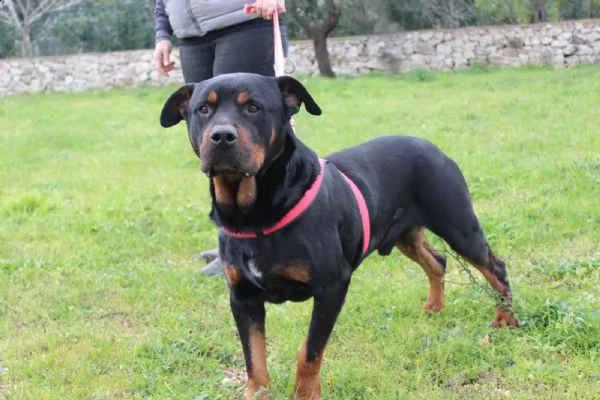 un rottweiler dolce buono delicato e fragile  | Foto 1