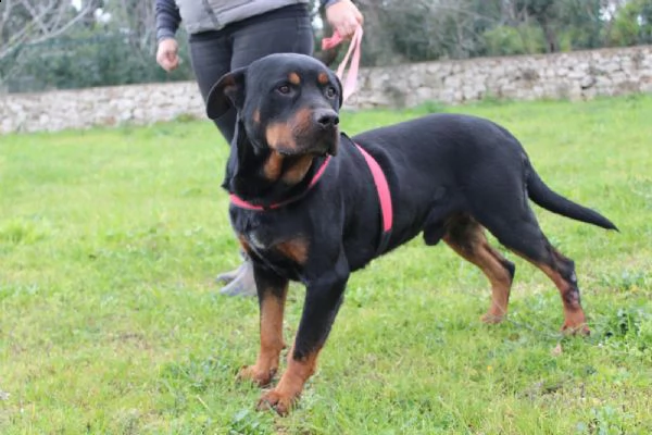 un rottweiler dolce buono delicato e fragile  | Foto 0