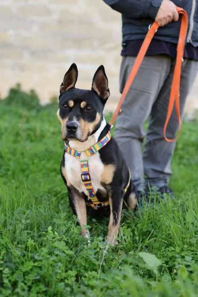 Romana un cane discreto e molto affettuoso