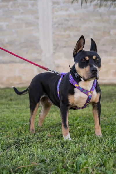 Romana un cane discreto e molto affettuoso | Foto 3