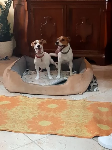 vendita da privato cuccioli di jack russell 