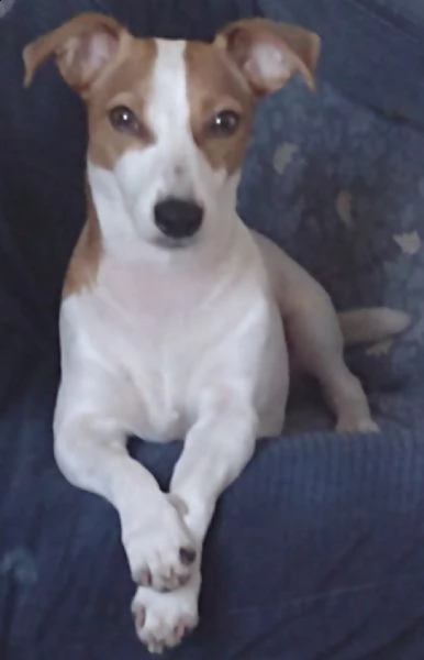 vendita da privato cuccioli di jack russell  | Foto 0