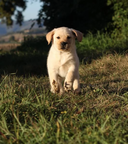 cucciola di labrador