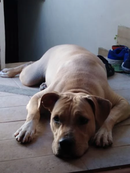 regalo cucciola di amstaff | Foto 3