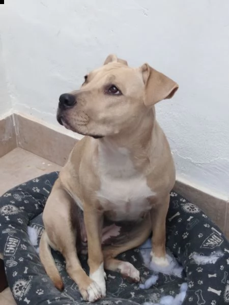 regalo cucciola di amstaff | Foto 2