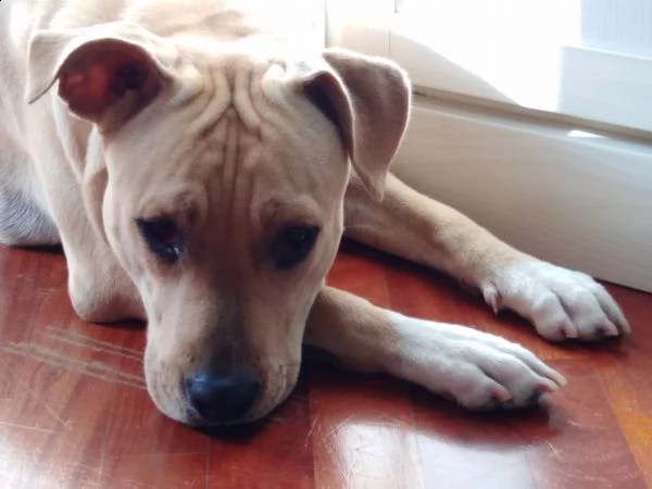 regalo cucciola di amstaff | Foto 1