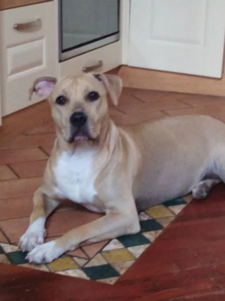 regalo cucciola di amstaff | Foto 0
