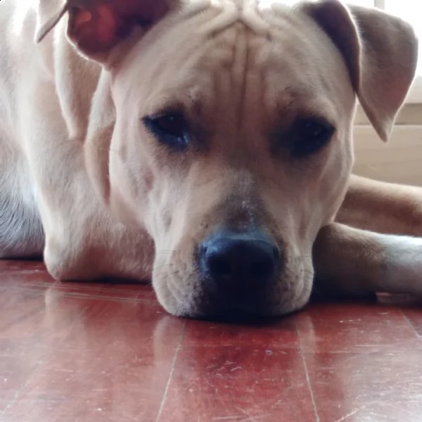 regalo cucciola di amstaff