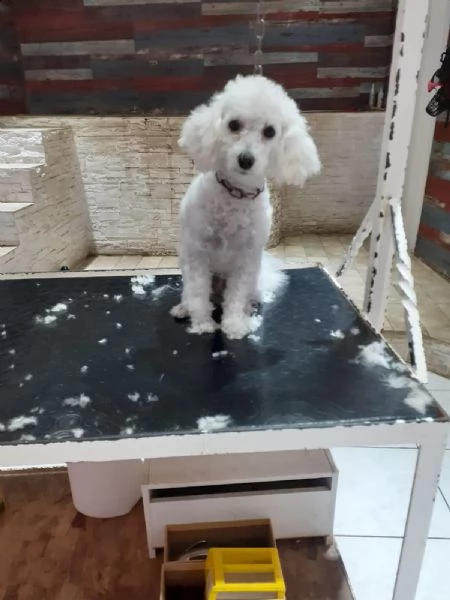 barboncini toy | Foto 2
