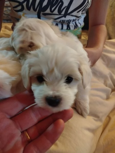 Cucciole maltesi | Foto 4