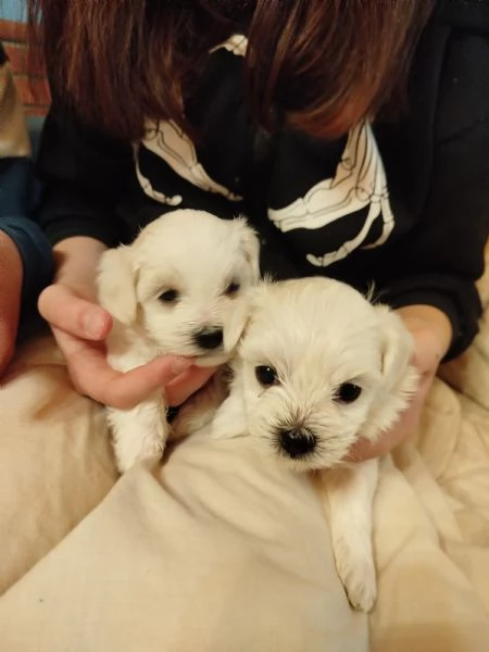 Cucciole maltesi