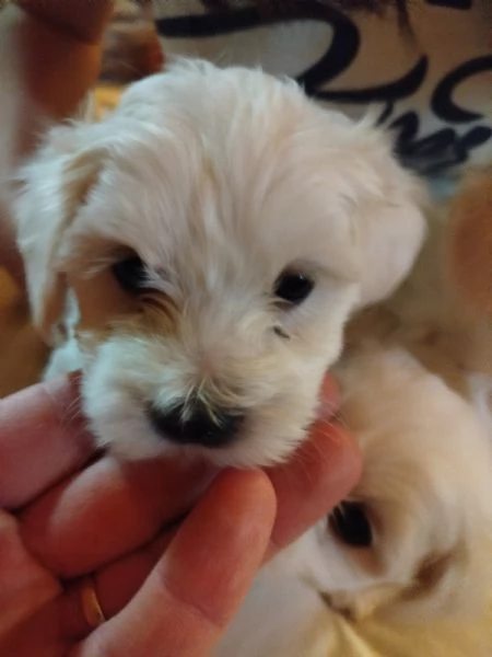 Cucciole maltesi | Foto 1